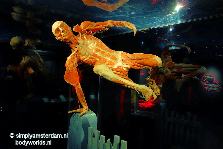 Man jumping fence (Body Worlds, the Happiness Project)