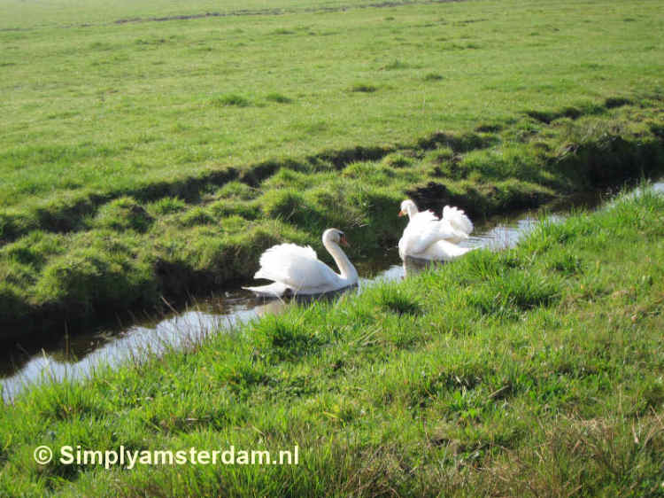 Swans in rural North