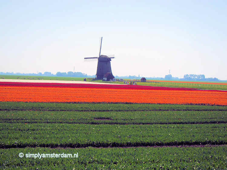 Flower field and windmill
