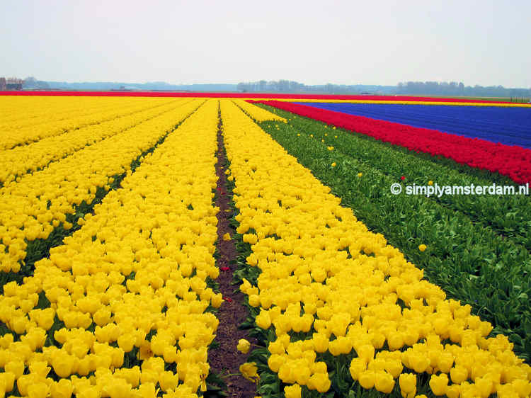 Flower bulb season in Holland